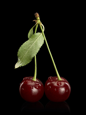 Two berries of a cherry on a green small stalk it is isolated on black
