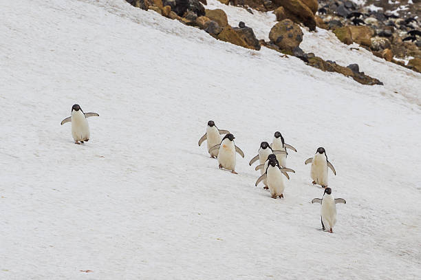 istock Flock of Adelie penguins walk down snowy hill 589087970