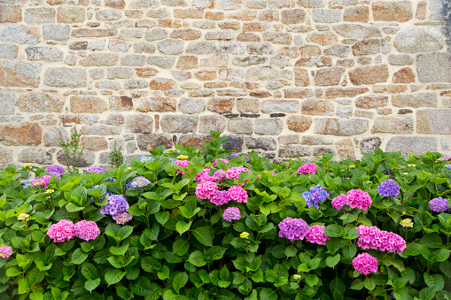 Hydrangea bushes grow next to an old stone house in Brittany, France
