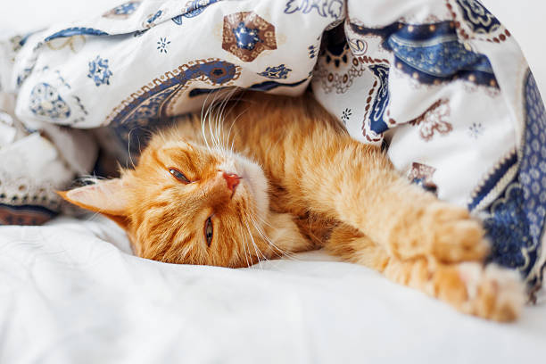 istock Cute ginger cat lying in bed under a blanket. 589089106