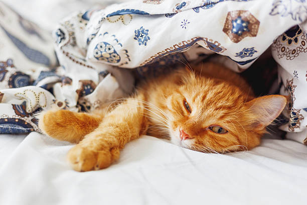 istock Cute ginger cat lying in bed under a blanket. 589089124