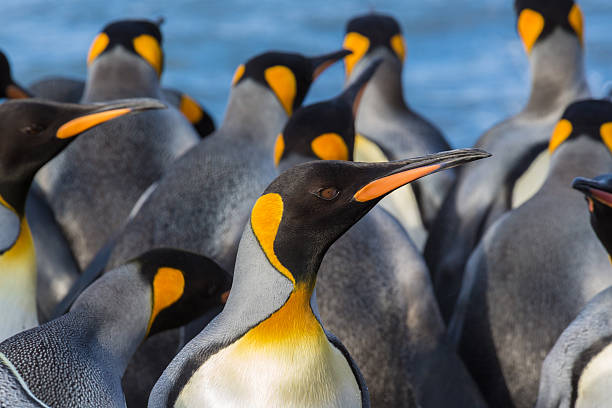 istock Colorful king penguin flock closeup 589089786