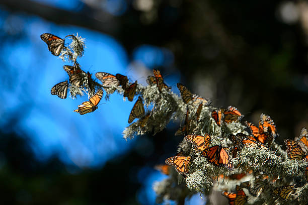 istock Many Monarch Butterflies Resting on Branch 589090912