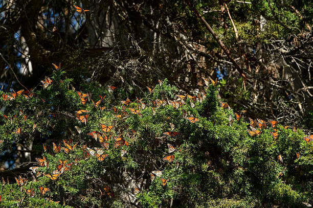 istock Many Monarch Butterflies Resting on Branch 589091472