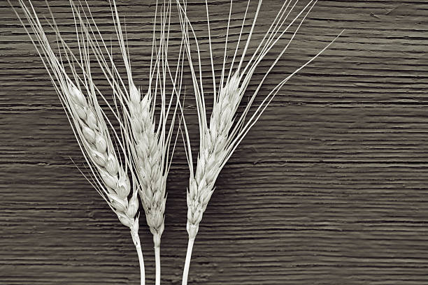 Ripe Wheat awaiting harvest