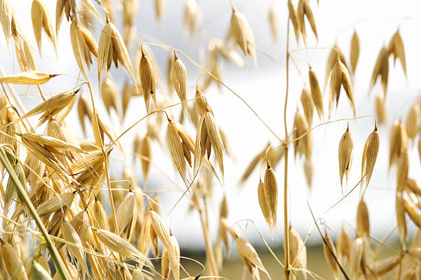 istock Organic Ripening Oats 589092298