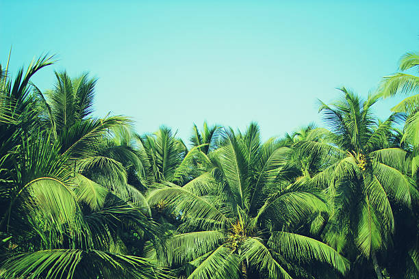 coconut palm trees at tropical beach vintage filter - thailand heaven tropical rainforest forest imagens e fotografias de stock