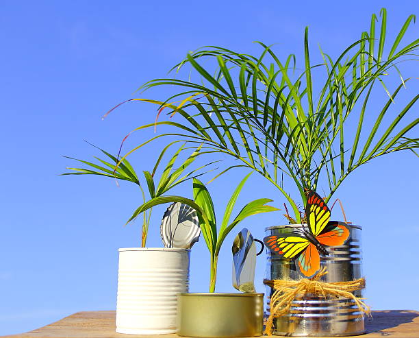 istock Three different baby palm trees in recycled cans. 589092866