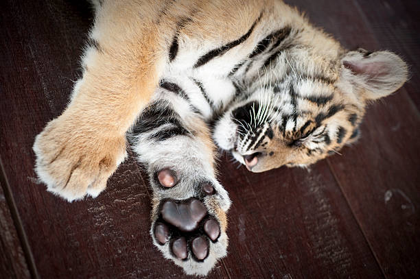istock Sleeping tiger cub and paw. Chiang mai. Thailand 589093676