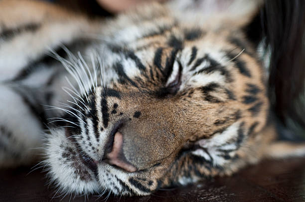 istock Sleeping tiger cub in Chaing Mai,Thailand 589093700