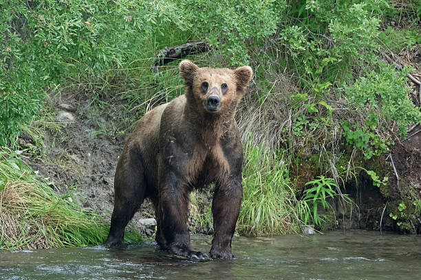istock Muscular scarred brown bear with aggressive look. 589094134