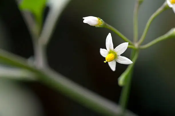 SAO PAULO, SP, BRAZIL - JULY 3, 2011 - Tiny flower sighted in remnant of Atlantic Rainforest, one of the six Brazilian biomes and one of the greatest biodiversity of the planet
