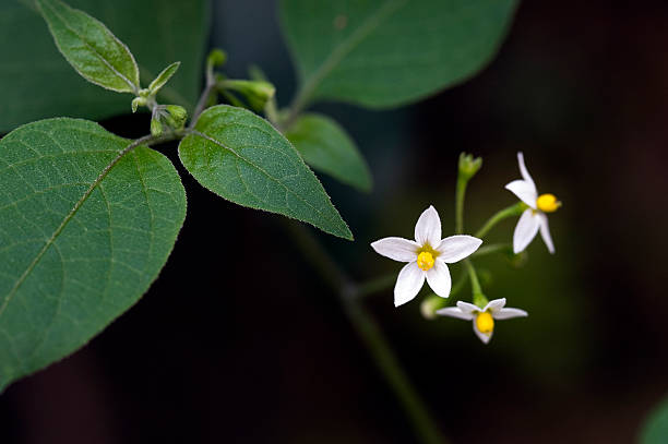 istock Small-flower sighted in remnant of Atlantic Forest 589094278