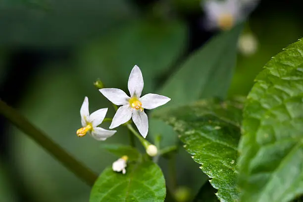 SAO PAULO, SP, BRAZIL - DECEMBER 4, 2011 - Tiny flower sighted in remnant of Atlantic Rainforest, one of the six Brazilian biomes and one of the greatest biodiversity of the planet