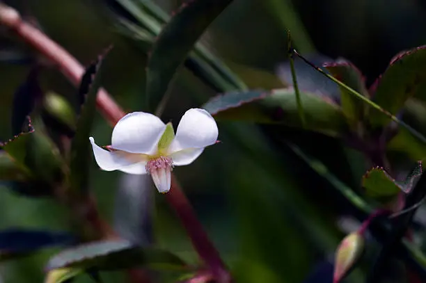 SAO PAULO, SP, BRAZIL - DECEMBER 18, 2011 - Tiny flower sighted in remnant of Atlantic Rainforest, one of the six Brazilian biomes and one of the greatest biodiversity of the planet
