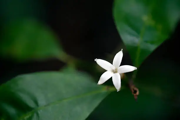 SAO PAULO, SP, BRAZIL - FEBRUARY 18, 2012- Tiny flower sighted in remnant of Atlantic Rainforest, one of the six Brazilian biomes and one of the greatest biodiversity of the planet