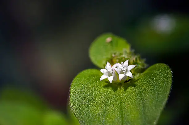 SAO PAULO, SP, BRAZIL - APRIL 16, 2011 - Tiny flower sighted in remnant of Atlantic Rainforest, one of the six Brazilian biomes and one of the greatest biodiversity of the planet