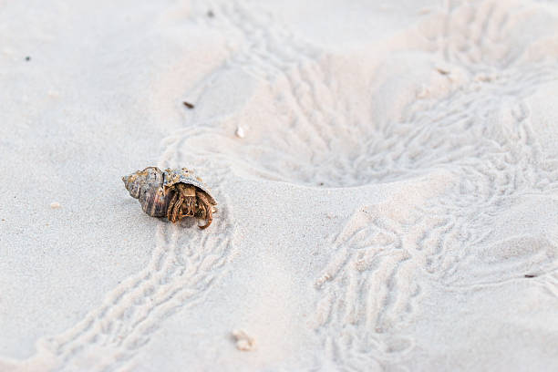 istock Hermit Crab and many prints on White Sand 589094524