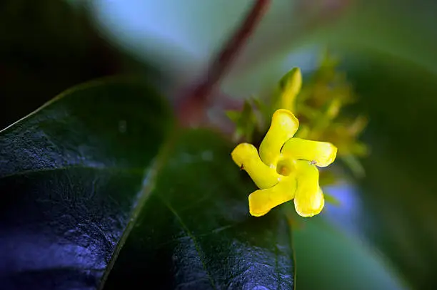 SAO PAULO, SP, BRAZIL - APRIL 16, 2011 - Tiny flower sighted in remnant of Atlantic Rainforest, one of the six Brazilian biomes and one of the greatest biodiversity of the planet
