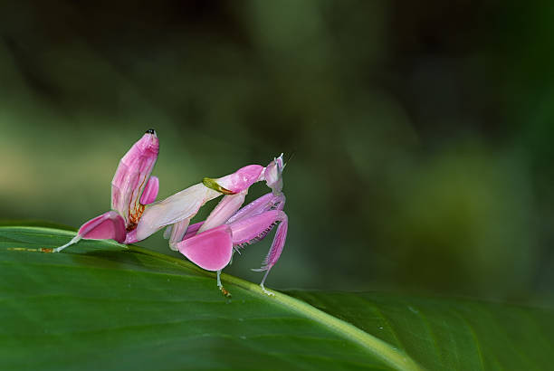 Orchid Mantis ,Pink grasshopper as animal background Orchid Mantis ,Pink grasshopper as animal background grasshopper photos stock pictures, royalty-free photos & images