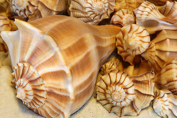 Lightning whelks of various sizes displayed on sand