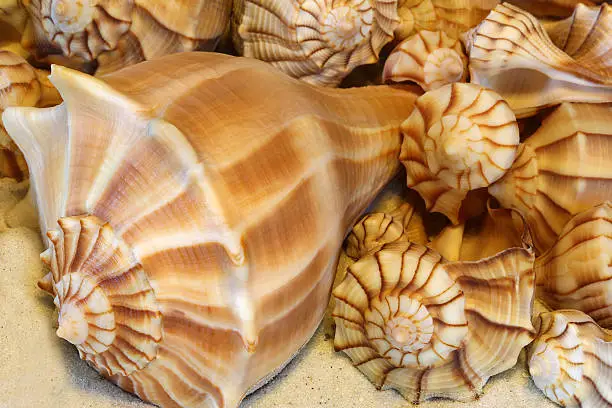 Beautiful lightning whelks sitting on beach sand