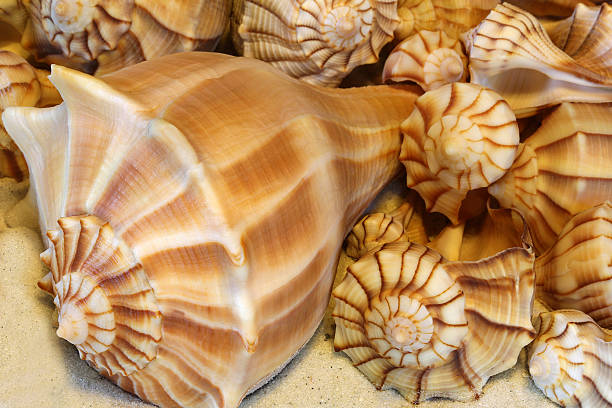 lightning whelks of various sizes displayed on sand - shell sea souvenir island imagens e fotografias de stock