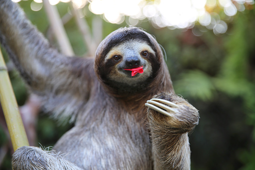 Very happy Sloth couch potato, eating hibiscus flowers. Very shallow depth of field. Rescued Sloth.