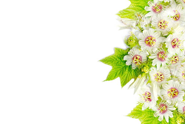 hydrangea, white flower in garden