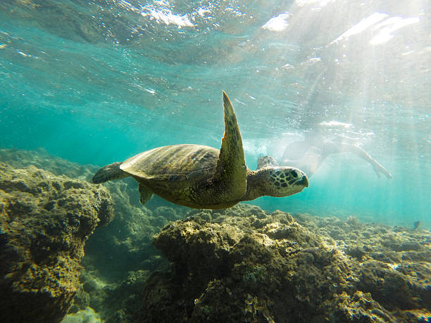 istock Sea Turtle Swimming with Snorkeler 589097618