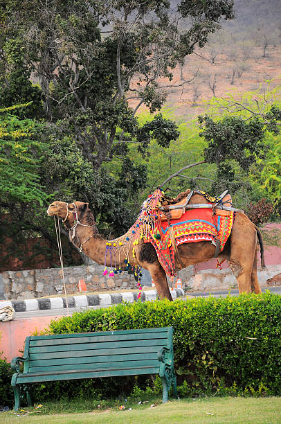 istock Camel at Jodhpur city, India 589097738
