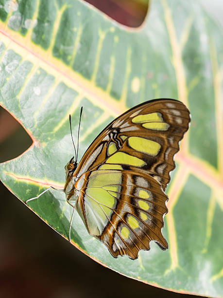Yellow Swallowtail Butterfly Resting on a Tropical Leaf. stock photo