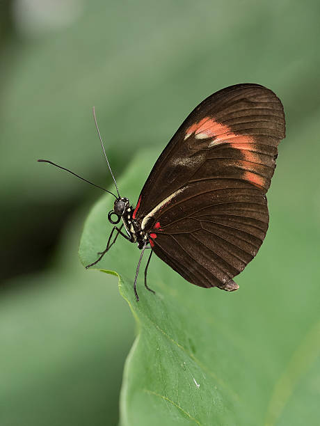 Brown Longwing Butterfly Resting on a Tropical Leaf. stock photo