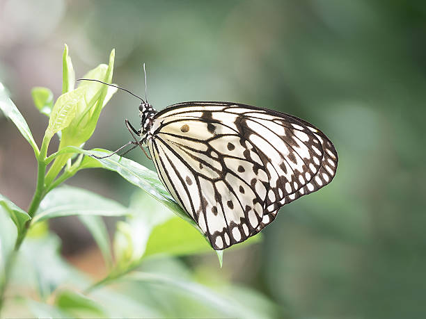 Paper Kite Butterfly Resting on a Tropical Leaf. stock photo