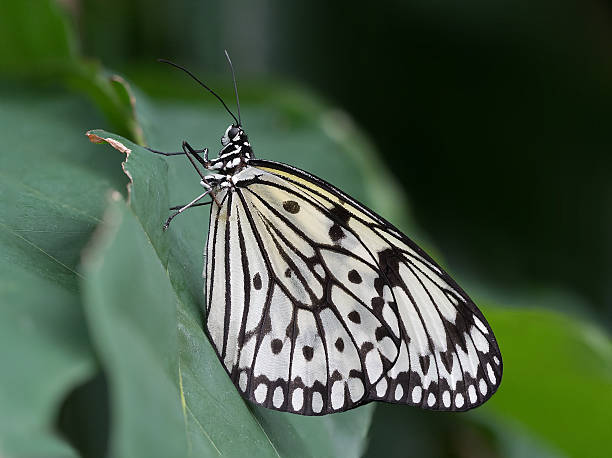 Paper Kite Butterfly Resting on a Tropical Leaf. stock photo