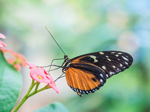 Large Tiger Butterfly Drawing Nectar from Crown of Thorns Plant. stock photo