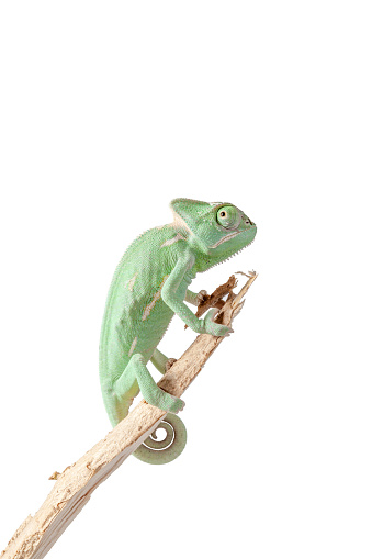Greenish chameleon on branch isolated on white background with clipping path