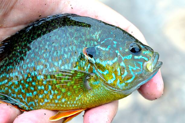 istock Green Sunfish from the Umpqua River 589098426