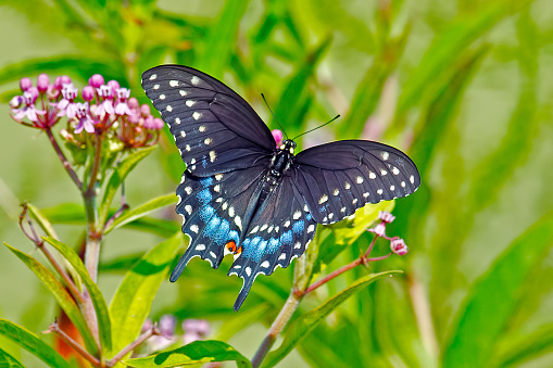 Black Swallowtail Butterfly