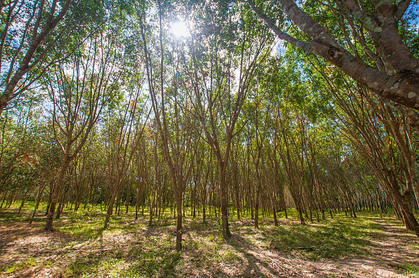 istock Sunbeam shine through the rubber tree plantation 589101172
