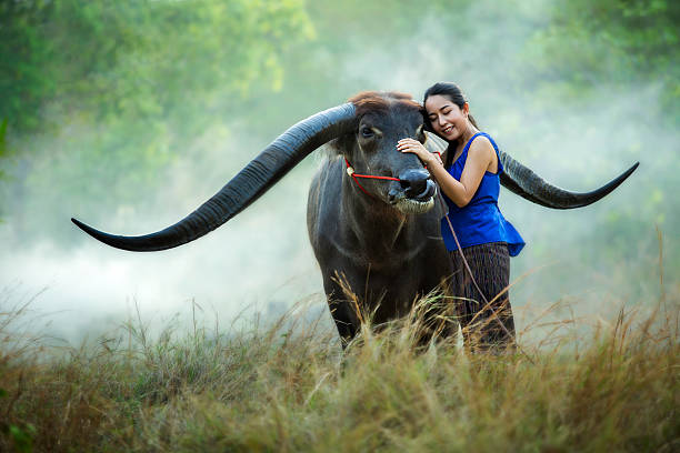 istock Girl with a buffalo farmer 589102966