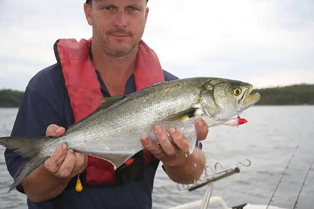 A man in a red life jacket holds a tailor (bluefish) that he caught in an estuary in Victoria, Australia. The lure that tricked the fish can still be seen in the fish's mouth.