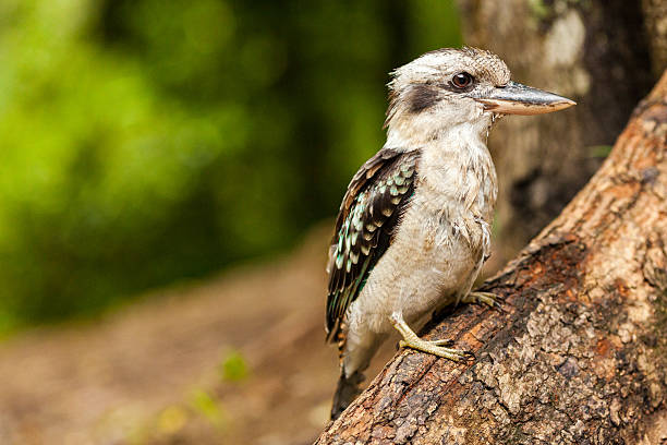 istock Kookaburra on a branch, Queensland, Australia 589103376