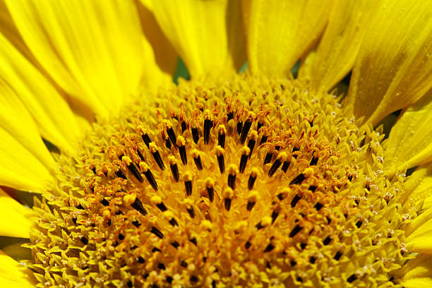 istock Close-up of sunflower 589103612
