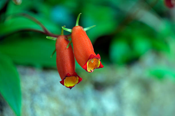 SAO PAULO, SP, BRAZIL - JUNE 27, 2015 - Seemannia, Seemannia sylvatica, Gesneriaceae originating in Northern of South America