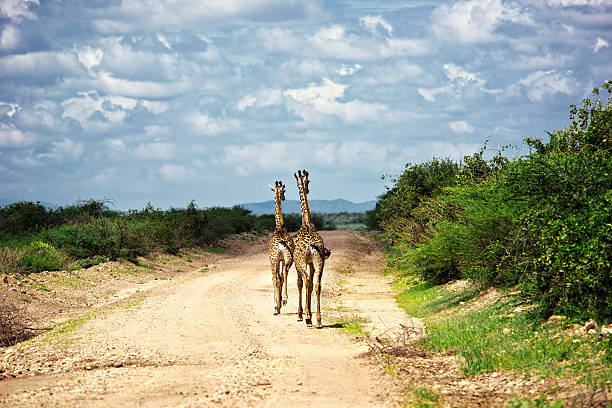 istock Two giraffes on Safari in Amboseli 589104166