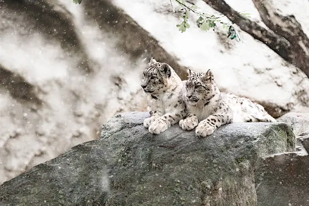 family of big cat, snow leopard - Irbis, Uncia uncia with snowy weather