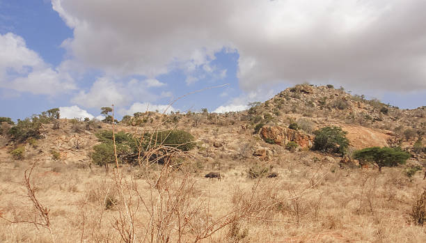 istock Buffalos in african savannah 589104578