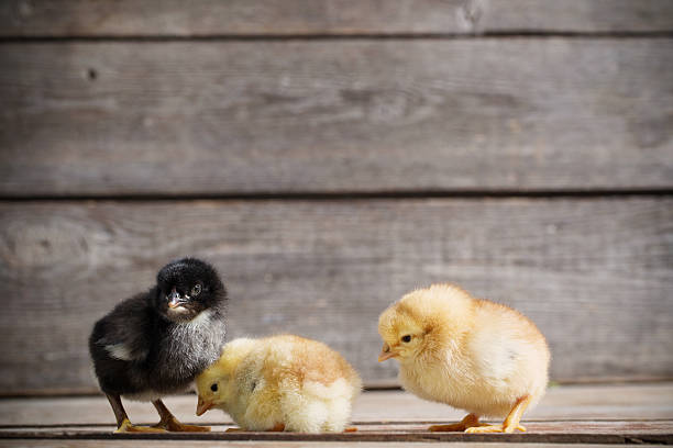 istock little yellow kid chick standing on wooden background 589104664