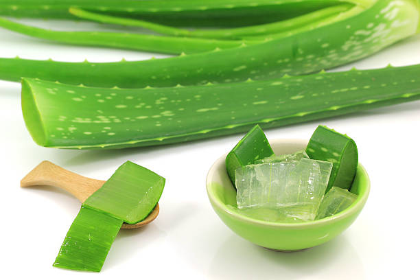 istock Aloe vera fresh leaf isolated on white background 589104902